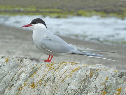 arctic-tern