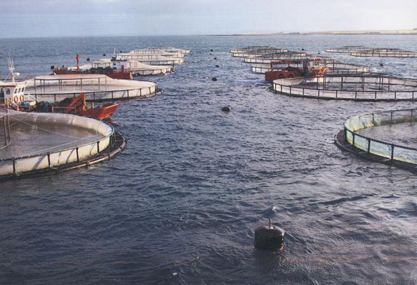 Cooke Aquaculture