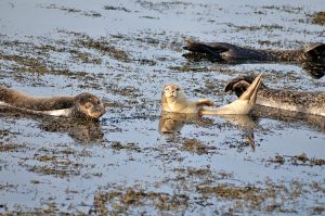 Two seals basking in Pierowall Bay